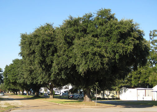 Donald Frederick Boulevard, Abbeville